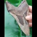 13,2cm giant, sharp shark tooth Megalodon fossil