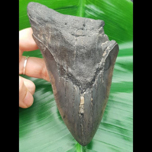 13,8 cm sehr großer Haizahn des Megalodon 