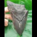13,8cm very big shark tooth of Megalodon shark