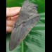 13,8cm very big shark tooth of Megalodon shark