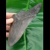 13,8cm very big shark tooth of Megalodon shark
