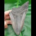 13,8 cm sehr großer Haizahn des Megalodon 