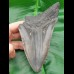 13,8cm very big shark tooth of Megalodon shark