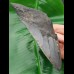 13,8cm very big shark tooth of Megalodon shark