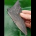 13,8cm very big shark tooth of Megalodon shark