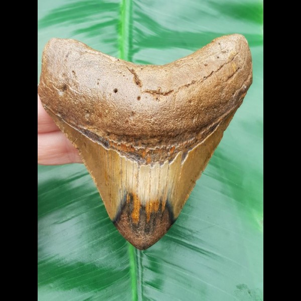 9,9 cm polished tooth of Megalodon shark