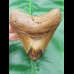 9,9 cm polished tooth of Megalodon shark