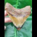 9,9 cm polished tooth of Megalodon shark
