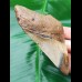 9,9 cm polished tooth of Megalodon shark