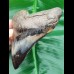 11,6 cm großer polierter Zahn des Megalodon mit interessantem Farbspiel