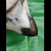 11,6 cm großer polierter Zahn des Megalodon mit interessantem Farbspiel