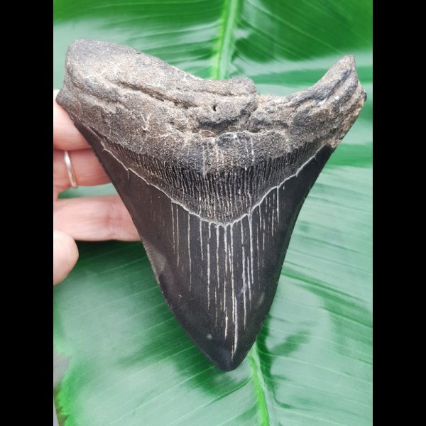 12,1 cm großer Zahn des Megalodon