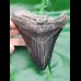 12,1 cm großer Zahn des Megalodon