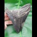 12,1 cm shark tooth of Megalodon shark