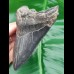 12,1 cm shark tooth of Megalodon shark