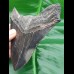 12,1 cm shark tooth of Megalodon shark