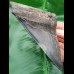 12,1 cm shark tooth of Megalodon shark