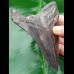 12,1 cm shark tooth of Megalodon shark