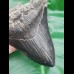 12,1 cm großer Zahn des Megalodon