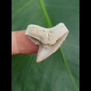 2,8 cm Zahn des Tigerhai aus Lee Creek