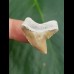 2,8 cm Zahn des Tigerhai aus Lee Creek