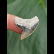 2,6 cm Zahn des Tigerhai aus Lee Creek