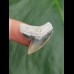 2,6 cm Zahn des Tigerhai aus Lee Creek