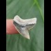 2,6 cm Zahn des Tigerhai aus Lee Creek