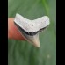 2,5 cm Zahn des Tigerhai aus LeeCreek