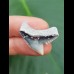 2,4 cm Zahn des Tigerhai aus LeeCreek