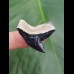 3,1 cm schwarzer Zahn des Tigerhai