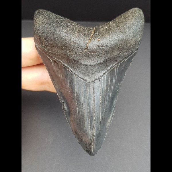 10,8 cm schwarzer dolchfömiger Zahn des Megalodon