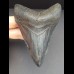 10,8 cm schwarzer dolchfömiger Zahn des Megalodon