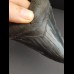 10,8 cm schwarzer dolchfömiger Zahn des Megalodon