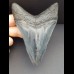 10,8 cm schwarzer dolchfömiger Zahn des Megalodon