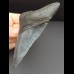 10,8 cm schwarzer dolchfömiger Zahn des Megalodon