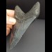 10,8 cm schwarzer dolchfömiger Zahn des Megalodon