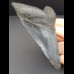 10,8 cm schwarzer dolchfömiger Zahn des Megalodon