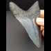 10,8 cm schwarzer dolchfömiger Zahn des Megalodon