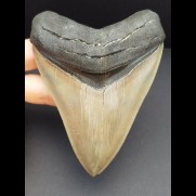 11,6 cm großer beeindruckender Zahn des Megalodon in Sammler - Qualität