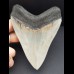 11,6 cm großer beeindruckender Zahn des Megalodon in Sammler - Qualität