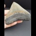 11,6 cm großer beeindruckender Zahn des Megalodon in Sammler - Qualität