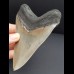 11,6 cm großer beeindruckender Zahn des Megalodon in Sammler - Qualität