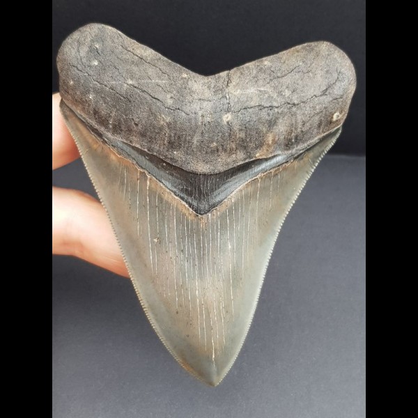 11,0 cm Zahn des Megalodon in Museums - Qualität