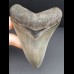 11,0 cm Zahn des Megalodon in Museums - Qualität