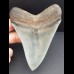 11,0 cm Zahn des Megalodon in Museums - Qualität