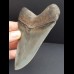 11,0 cm Zahn des Megalodon in Museums - Qualität