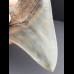 11,0 cm Zahn des Megalodon in Museums - Qualität
