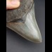 11,0 cm Zahn des Megalodon in Museums - Qualität