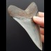 11,0 cm Zahn des Megalodon in Museums - Qualität